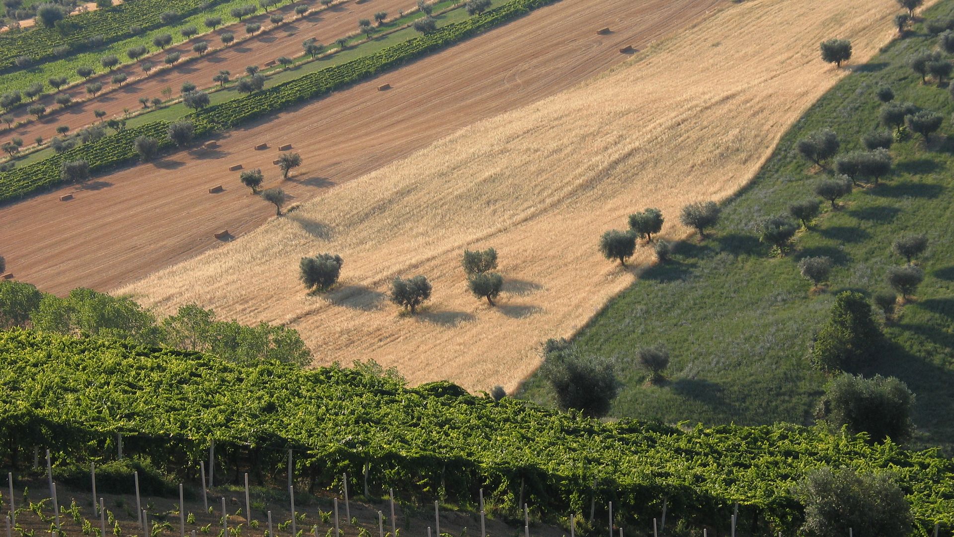 Vigneto Abruzzo — Vinifera Studio Enologico